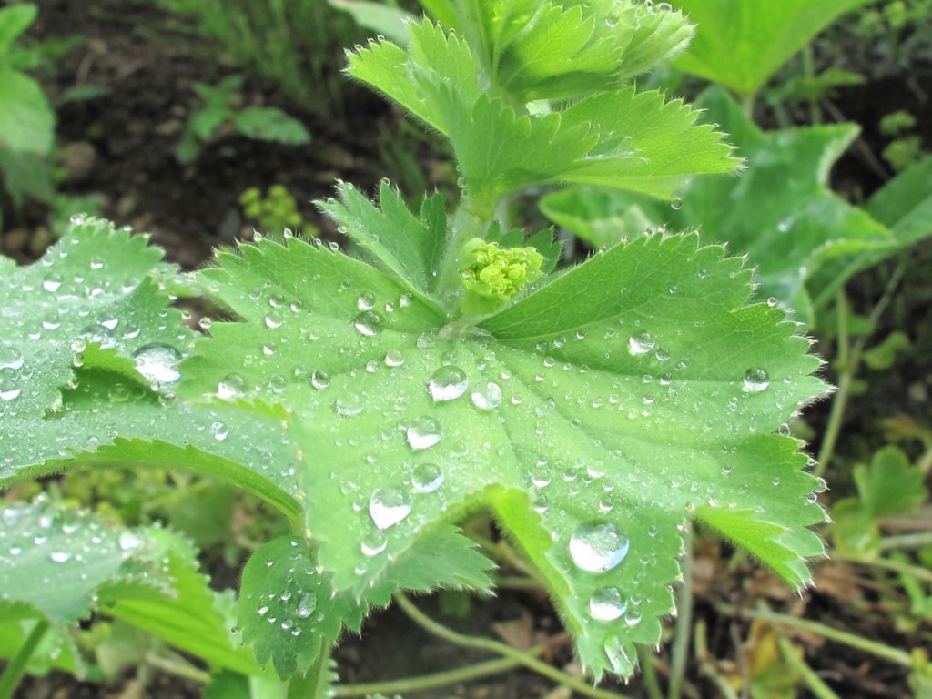 Website-FHK-1024×768