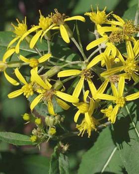 senecio_newsletter-280×350-1