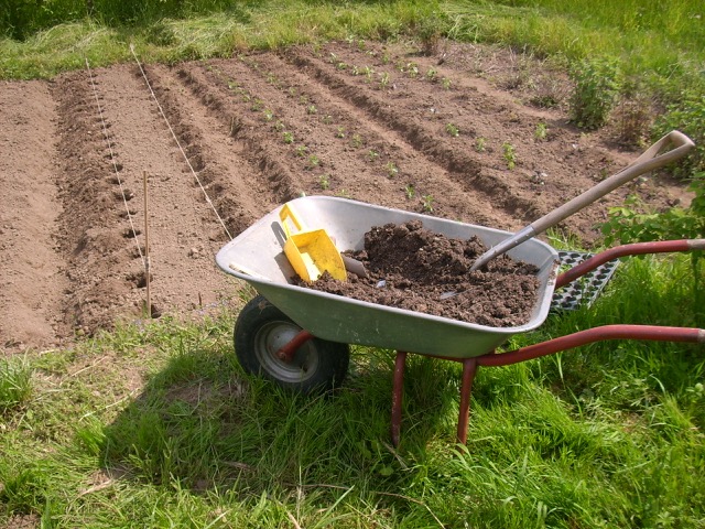 FS_Heilpflanzen anbauen