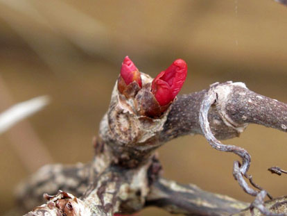 Ampelopsis_bearbeitet